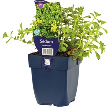 Sedum Selskianium in een pot