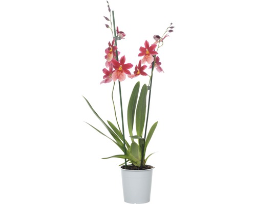 FLORASELF® Orchidee Cambria Burrageara 