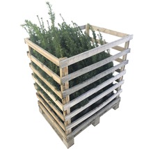 Taxusplanten in houten palletcontainer