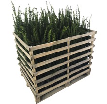 Pallet met taxusplanten in houten raster
