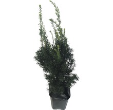 Europese taxus in pot