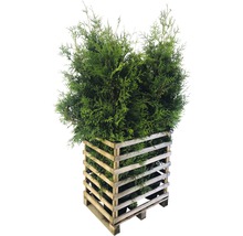 Thuja in houten pallet