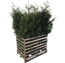Levensbomen in een houten pallet