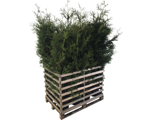 FLORASELF Levensboom Thuja occidentalis 'Brabant' potmaat 12 Liter H 150-175 cm 12 st. ca. 6 meter haag