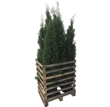 Meerdere groene Thuja planten in een houten palletbox