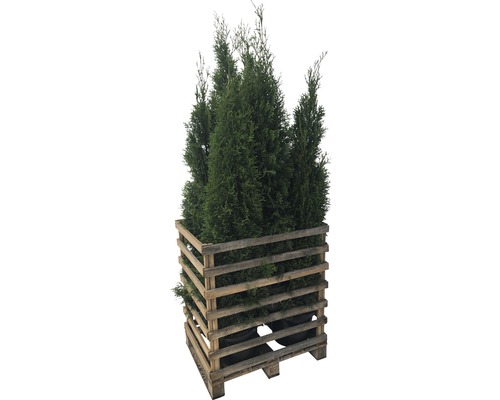 FLORASELF Levensboom Thuja occidentalis 'Smaragd' potmaat 12 Liter H 150-175 cm 6 st. ca. 3 meter haag