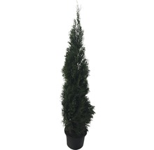 Cipres in pot voor de tuin