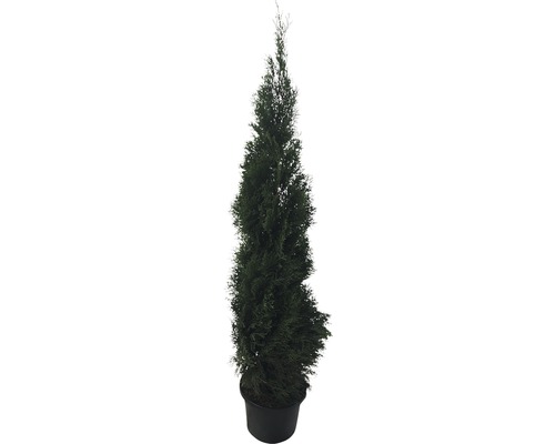 Cipres in pot voor de tuin