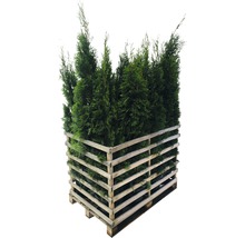 Meerdere Thuja-planten in een houten pallet