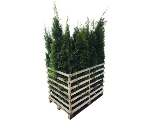 FLORASELF Levensboom Thuja occidentalis 'Smaragd' potmaat 12 Liter H 150-175 cm 12 st. ca. 6 meter haag