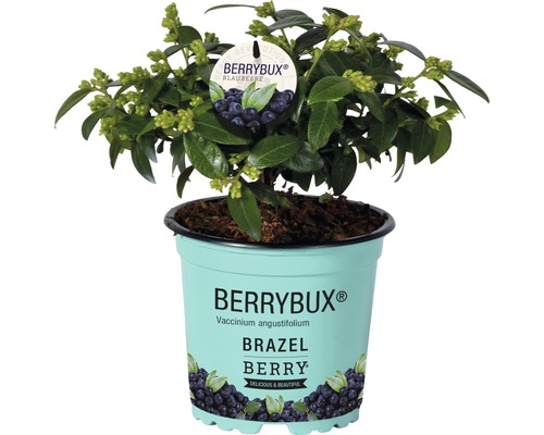 Berrybux blauwe bes in pot