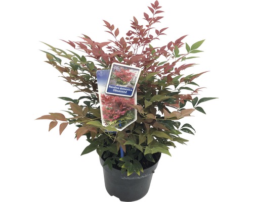 FLORASELF Hemelse bamboe Nandina Domestica 'Obsessed' potmaat Ø 17 cm H 15-25 cm Nandina domestica Obsessed in pot