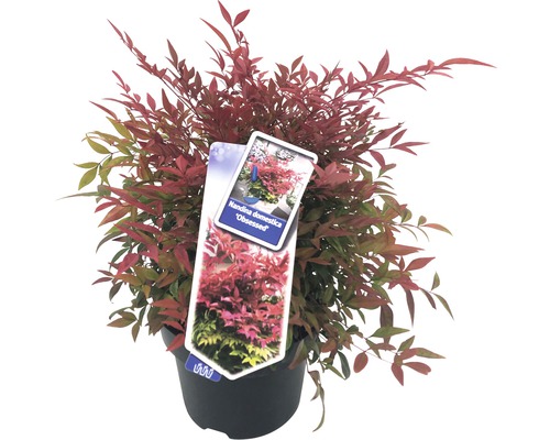 FLORASELF Hemelse bamboe Nandina Domestica 'Obsessed' potmaat Ø 23 cm H 30-40 cm Nandina domestica Obsessed in pot