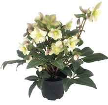 FLORASELF Kerstroos Helleborus viridis 'Winter Darling' potmaat Ø 21,0 cm H 25-35 cm