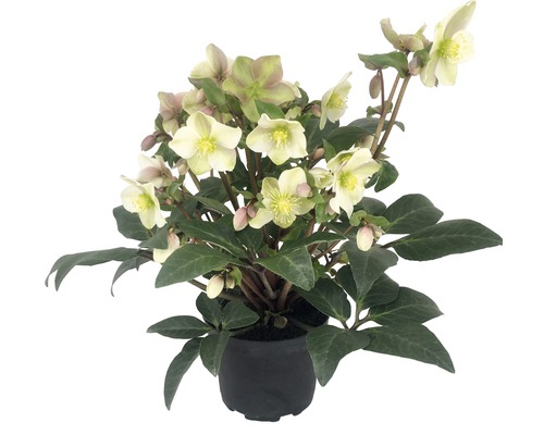 FLORASELF Kerstroos Helleborus viridis 'Winter Darling' potmaat Ø 21,0 cm H 25-35 cm