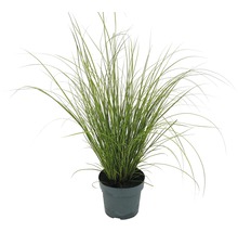 FLORASELF Zegge Carex howardii 'Phoenix Green' potmaat Ø 14 cm H 5-20 cm