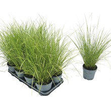 FLORASELF Zegge Carex howardii 'Phoenix Green' potmaat Ø 14 cm H 5-20 cm