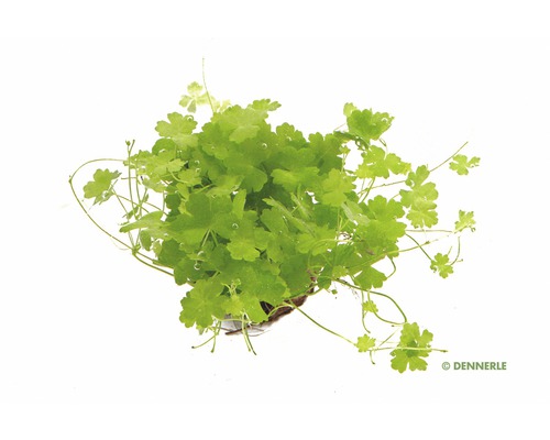Dennerle watersnavel aquariumplant