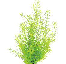 Waterplant voor aquaria