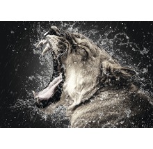 Leeuw met open mond en waterspatten