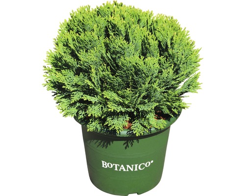 Bolcipres in pot voor de tuin