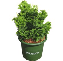 Groene Thuja potplant
