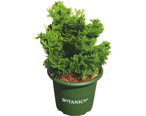 Groene Thuja potplant