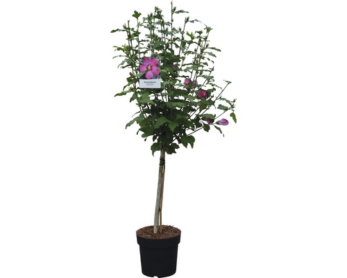 Hibiscusstruik in pot met roze bloemen