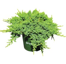Jeneverbes in pot