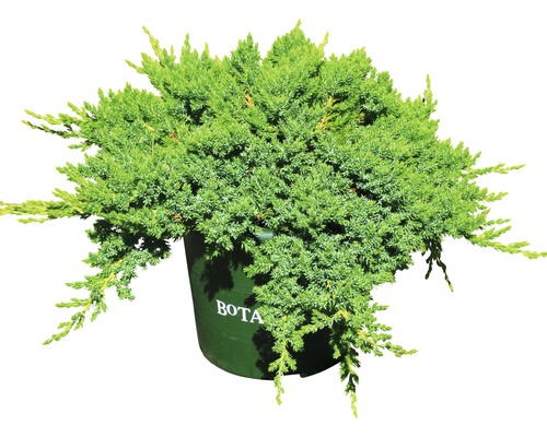 Jeneverbes in pot