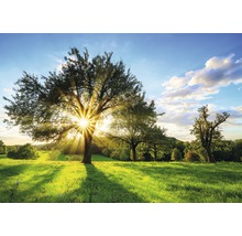 Fotobehang vlies Bomen en zon 368x254 cm