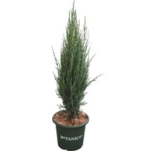 BOTANICO Jeneverbes Juniperus scopulorum 'Blue Arrow' potmaat 3,7 liter H 40-50 cm