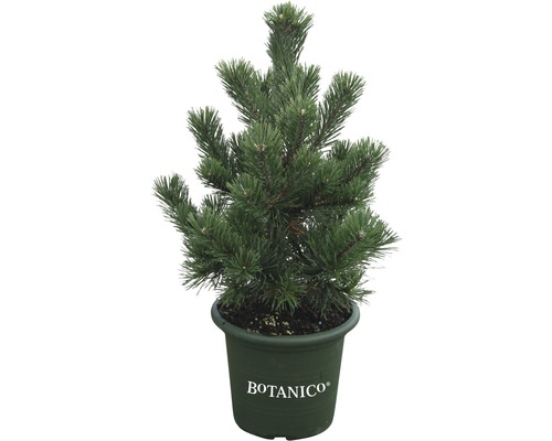 Pijnboom in pot