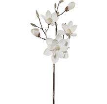 Decoratieve magnoliatak met bloemen en knoppen