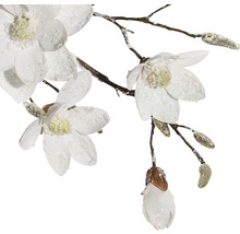 Decoratieve magnoliatak met witte bloemen en knoppen