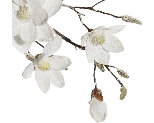 Decoratieve magnoliatak met witte bloemen en knoppen