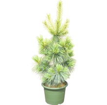 Japanse meisjesden in pot