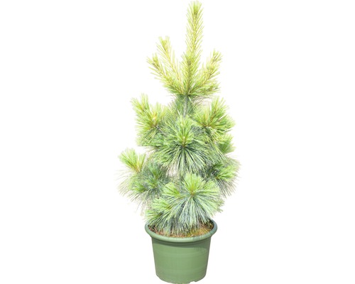 Japanse meisjesden in pot
