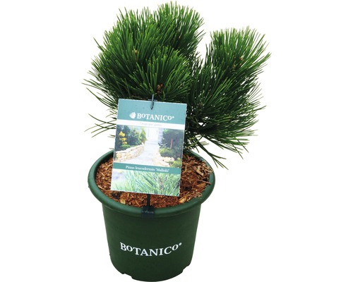 Dwergden in pot met Botanico logo