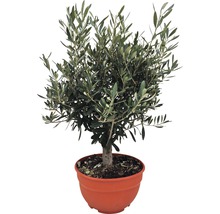 Olijfboom in pot