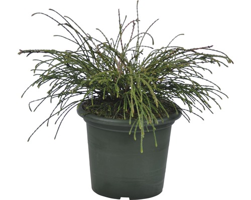 Groene dwergcypres in een pot