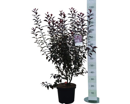 Bloedpruim in pot met maatvoering