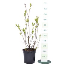 Jonge seringplant in pot met maatindicatie