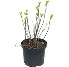 Jonge sering in pot
