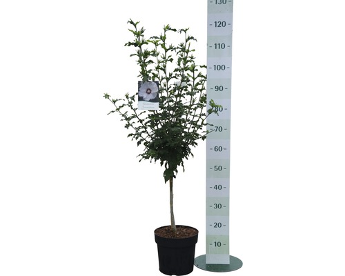 Hibiscus in pot met hoogtemeter.