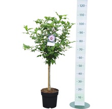 Hibiscus in pot met hoogtemeter