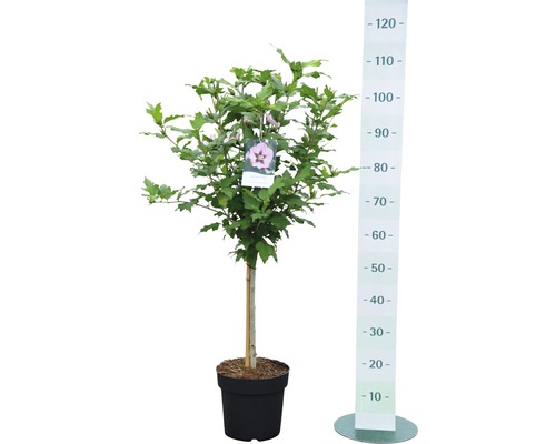 Hibiscus in pot met hoogtemeter