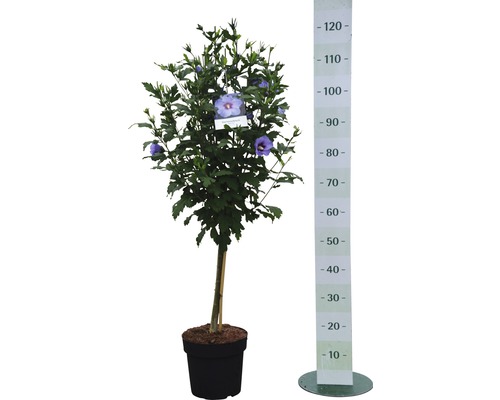 Hibiscusstruik in pot met meetschaal voor maataanduiding.