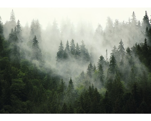 Fotobehang vlies Bossen in de mist 254x184 cm