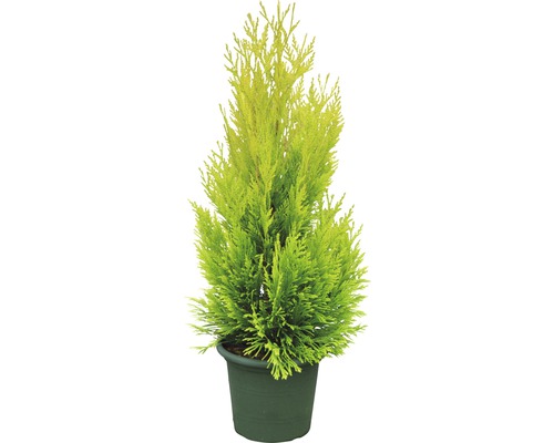 Levensboom in pot